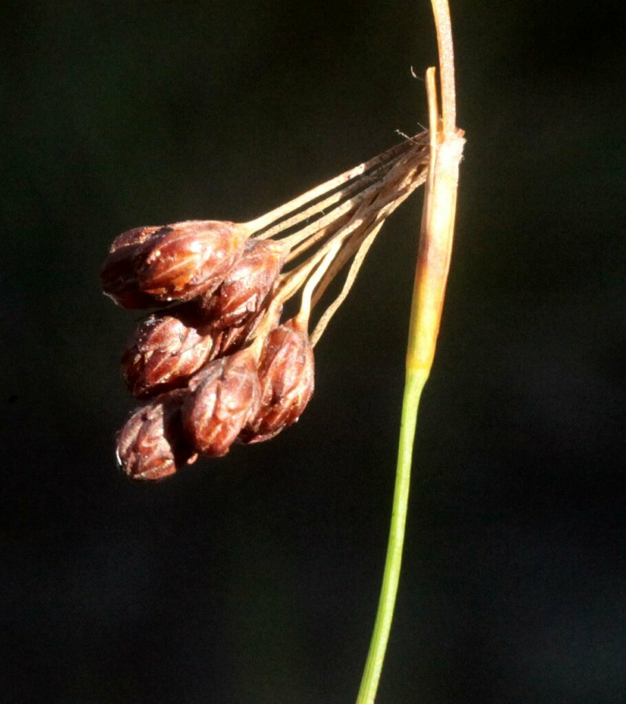 Tremulina