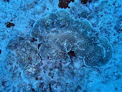 Paramontastraea peresi