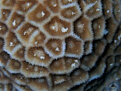 Paramontastraea peresi