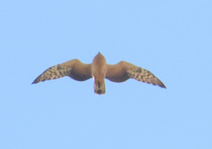 Circus macrourus