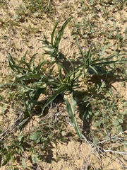 Eminium spiculatum