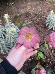 Helleborus orientalis