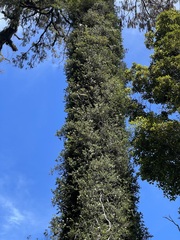 Metrosideros perforata