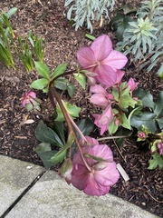 Helleborus orientalis