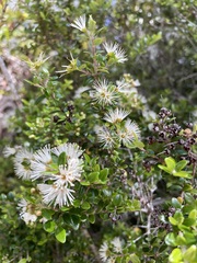 Metrosideros perforata