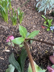 Helleborus orientalis