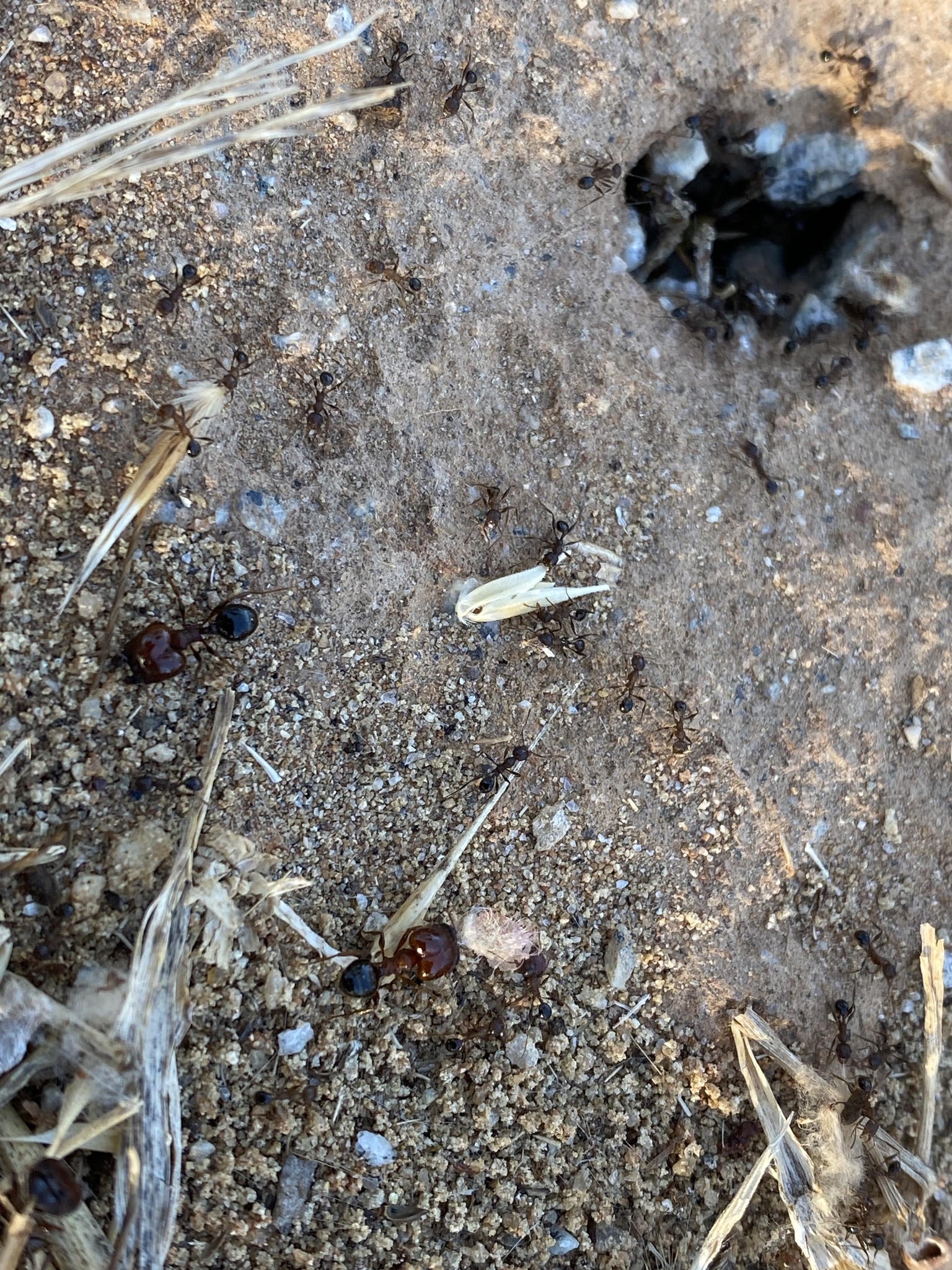 Pheidole hartmeyeri