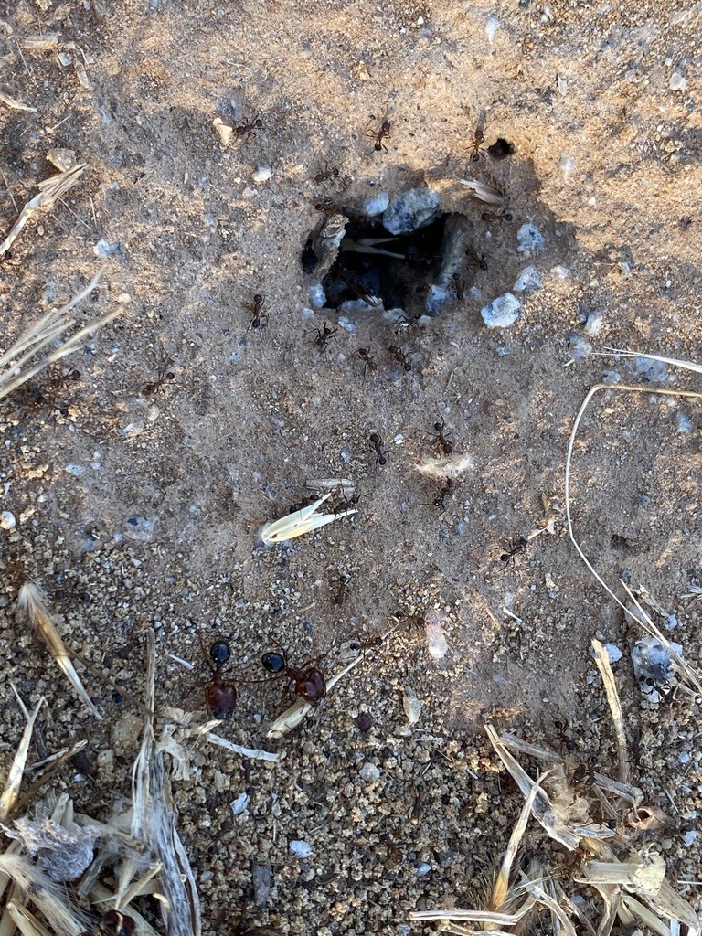 Pheidole hartmeyeri