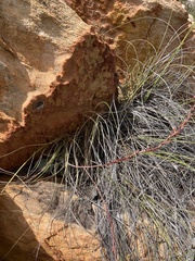 Adromischus maculatus