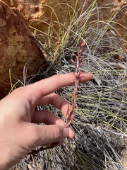 Adromischus maculatus