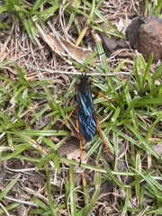 Leptodialepis bipartitus