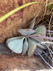 Adromischus maculatus