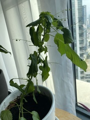 Acalypha indica