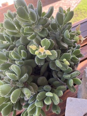 Cotyledon tomentosa