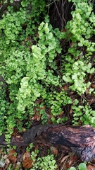 Adiantum jordanii