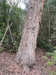 Eucalyptus ligustrina