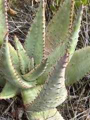 Aloe marlothii