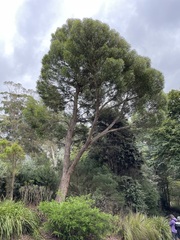 Eucalyptus ligustrina