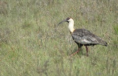 Theristicus caudatus