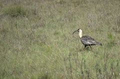 Theristicus caudatus