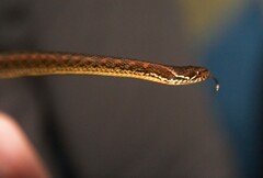 Hebius