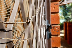 Archimantis quinquelobata