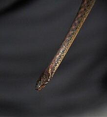 Hebius