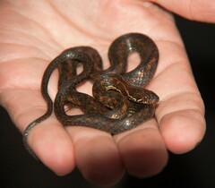 Hebius