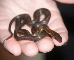 Hebius