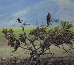 Curatella americana