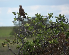 Curatella americana