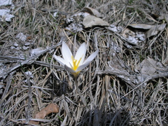 Crocus alatavicus