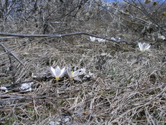 Crocus alatavicus