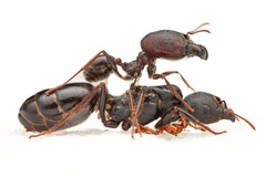 Solenopsis phoretica