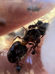 Solenopsis phoretica