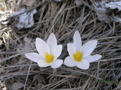 Crocus alatavicus