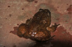 Limnonectes bannaensis