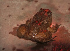 Limnonectes bannaensis