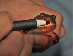 Limnonectes bannaensis