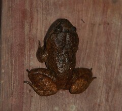 Limnonectes bannaensis