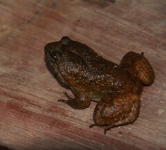 Limnonectes bannaensis