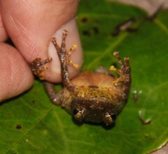 Kurixalus verrucosus