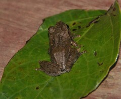 Kurixalus verrucosus