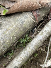 Plagiomnium rostratum