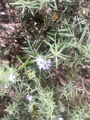 Westringia eremicola