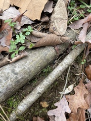 Plagiomnium rostratum