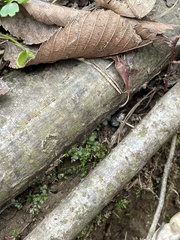 Plagiomnium rostratum