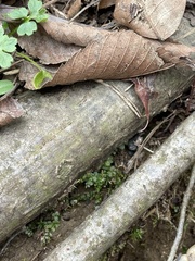 Plagiomnium rostratum