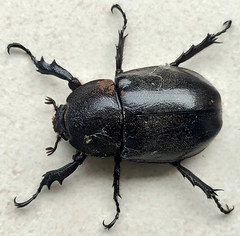 Xylotrupes gideon