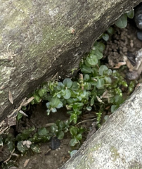 Plagiomnium rostratum